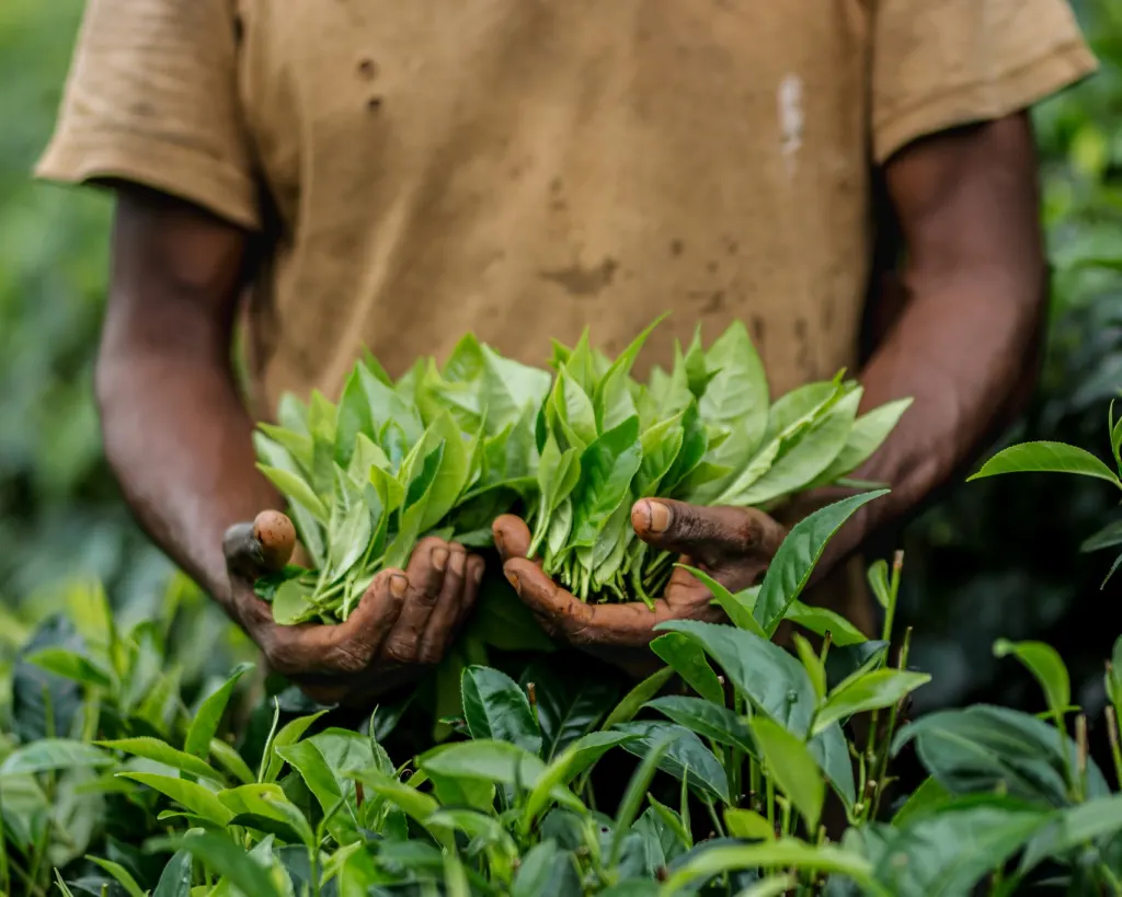 Precision Harvesting — hand-plucking two leaves and a bud at dawn