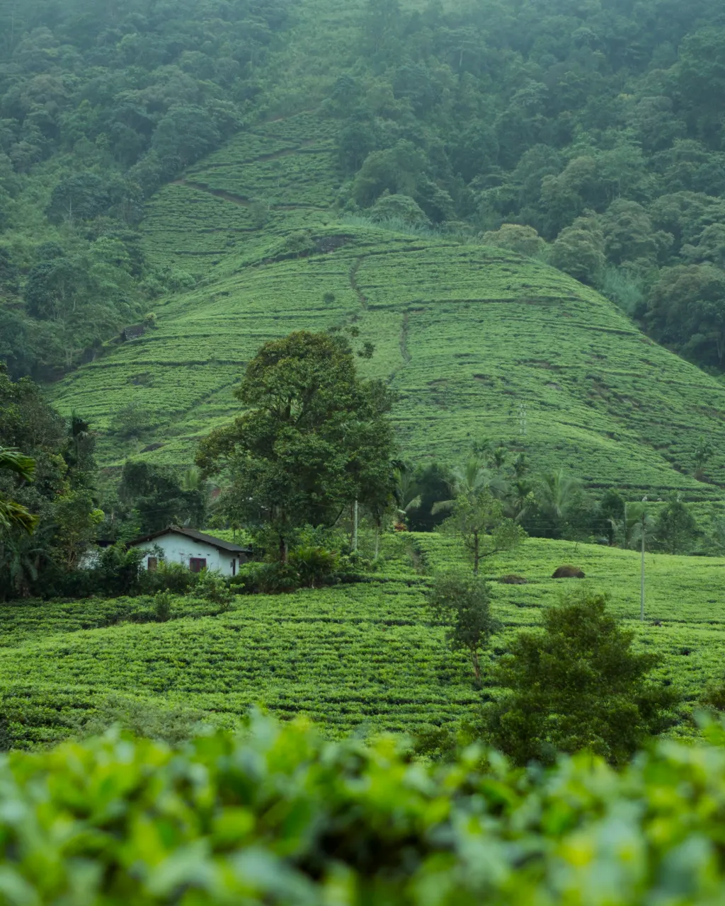 Shakyan Tea Valley plantation, Low-Grown Ceylon Tea region, Sri Lanka